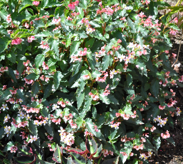 B. ‘Trilby Gem’